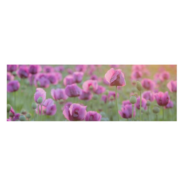 Tavlor blommor Purple Poppy Flower Meadow In Spring