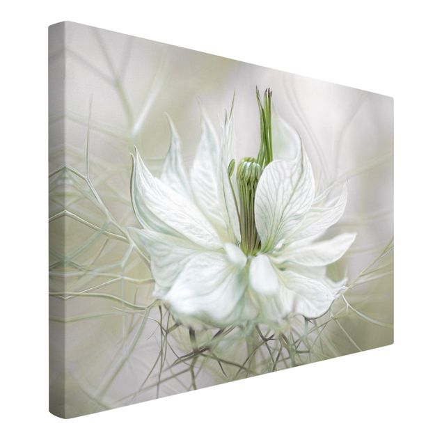 Tavlor blommor  White Nigella