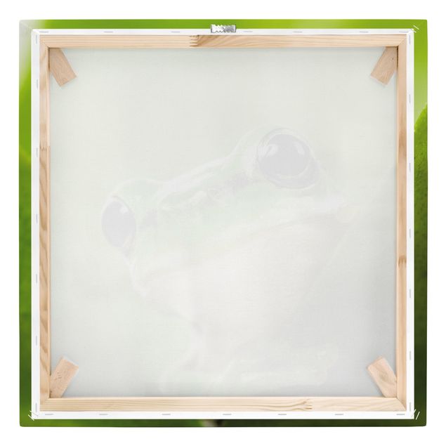Canvastavlor Frog