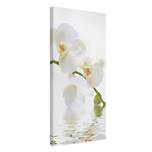 Canvastavlor blommor  White Orchid Waters