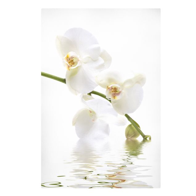 Tavlor blommor White Orchid Waters