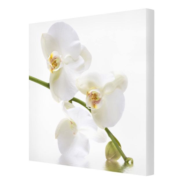 Tavlor blommor  White Orchid Waters