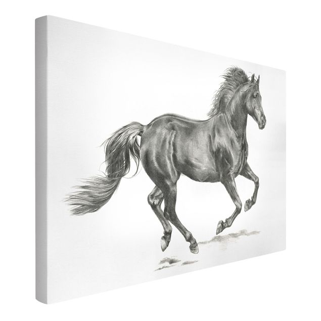 Canvastavlor svart och vitt Wild Horse Trial - Stallion