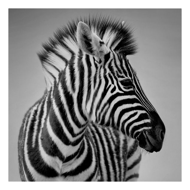 Canvastavlor djur Zebra Baby Portrait II
