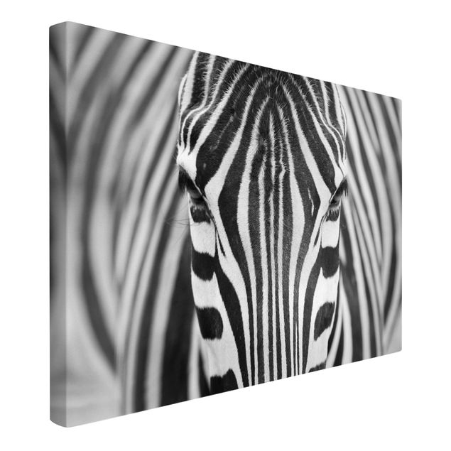 Tavlor zebror Zebra Look