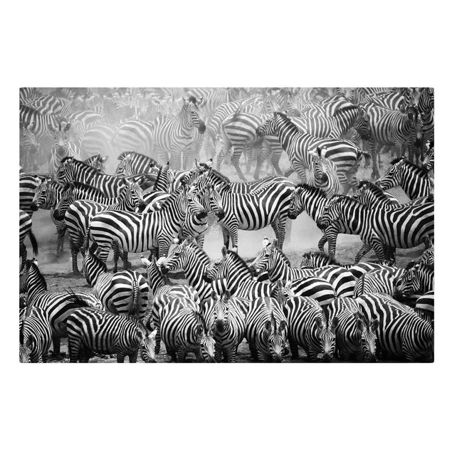 Canvastavlor djur Zebra herd II