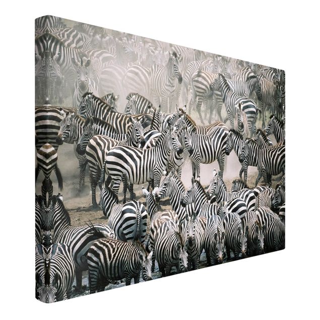Canvastavlor svart och vitt Zebra Herd