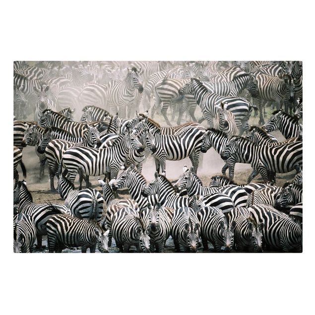 Canvastavlor djur Zebra Herd