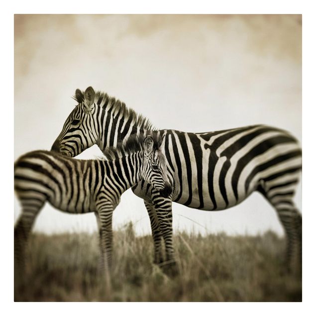 Canvastavlor djur Zebra Couple