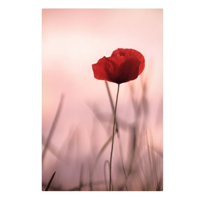 Canvastavlor blommor  Poppy Flower In Twilight