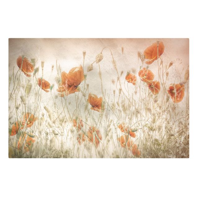 Canvastavlor blommor  Poppy Flowers And Grasses In A Field