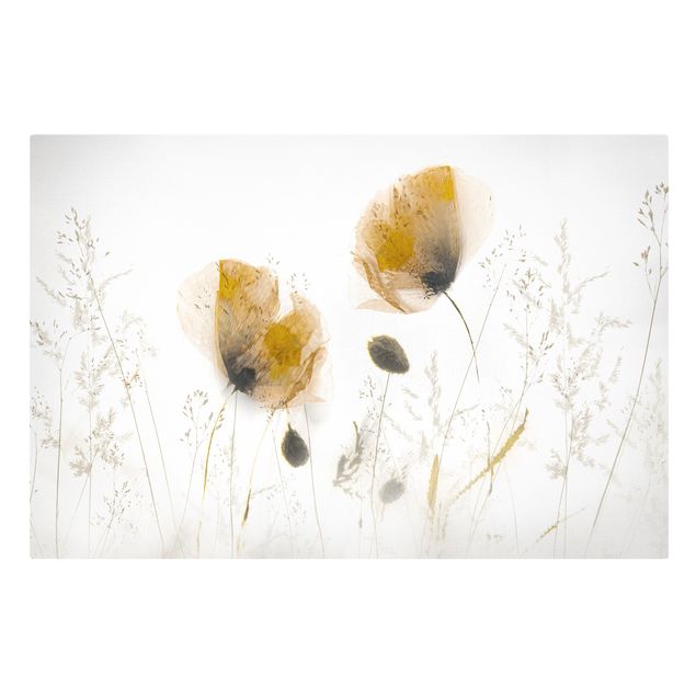 Canvastavlor blommor  Poppy Flowers And Delicate Grasses In Soft Fog