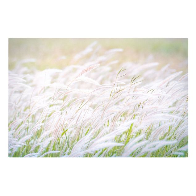 Tavlor blommor  Soft Grasses