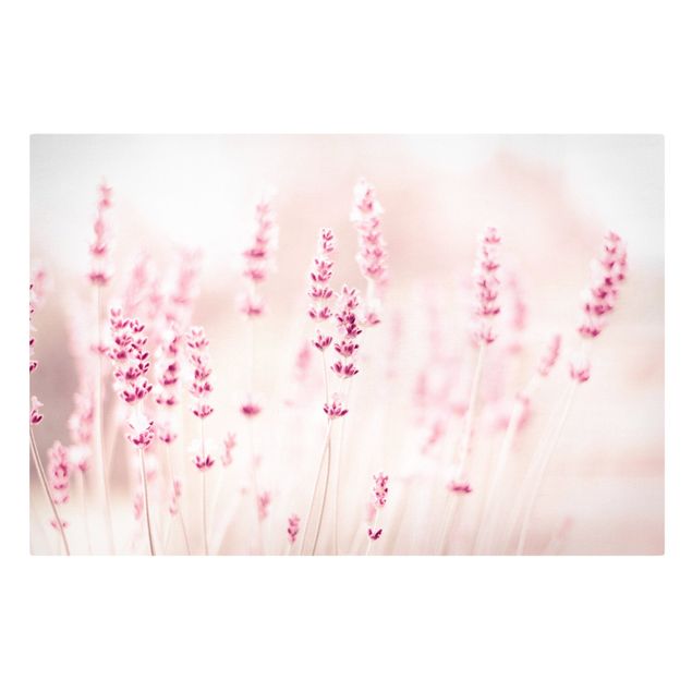 Tavlor blommor  Pale Pink Lavender