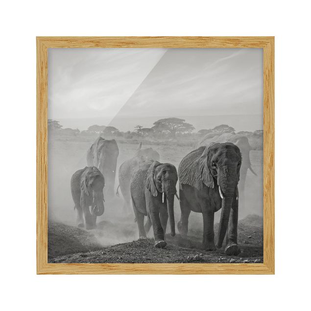 Tavlor med ram svart och vitt Herd Of Elephants
