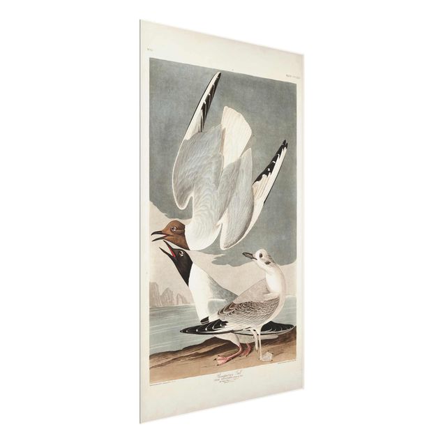 Tavlor hav Vintage Board Bonaparte Gull
