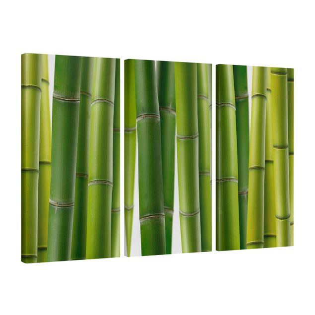 Tavlor bambu Bamboo Plants