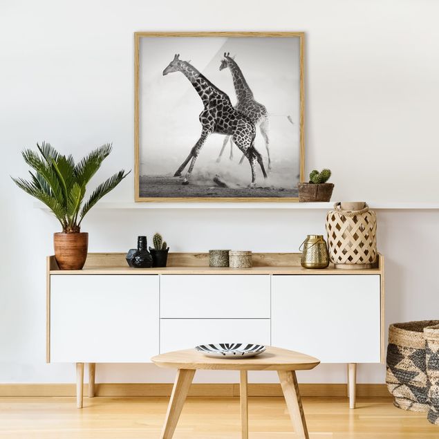 Tavlor med ram svart och vitt Giraffe Hunt