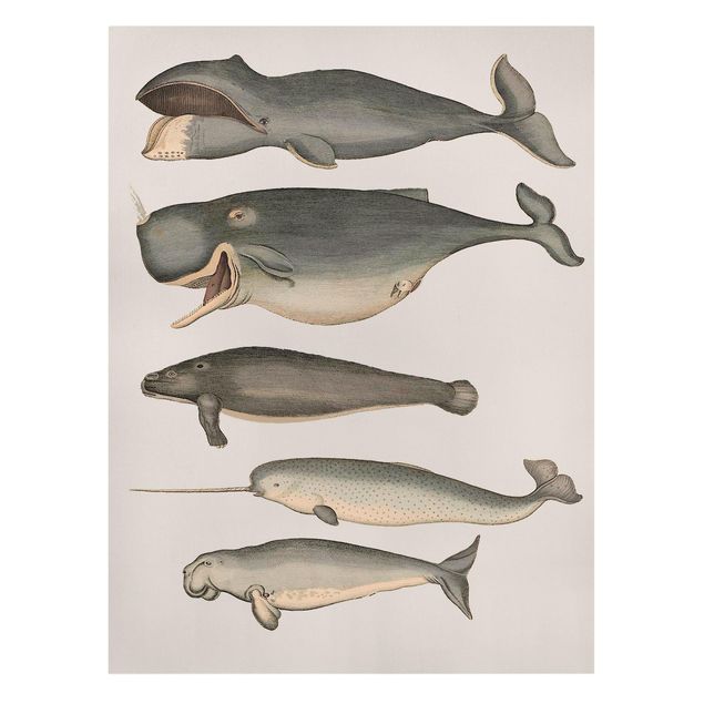Canvastavlor djur Five Vintage Whales