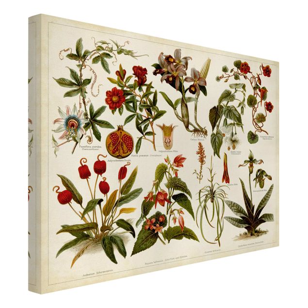 Canvastavlor blommor  Vintage Board Tropical Botany II