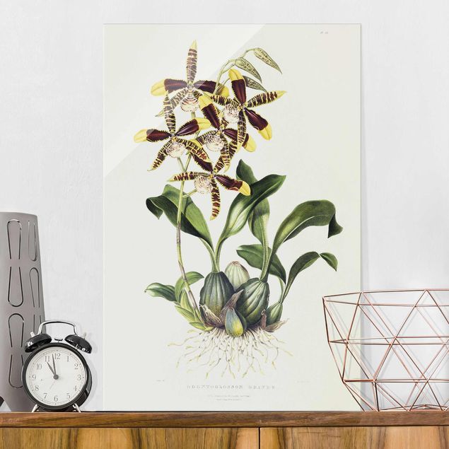 Glastavlor orkidéer Maxim Gauci - Orchid II