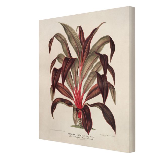 Tavlor röd Botany Vintage Illustration Of Dragon Tree
