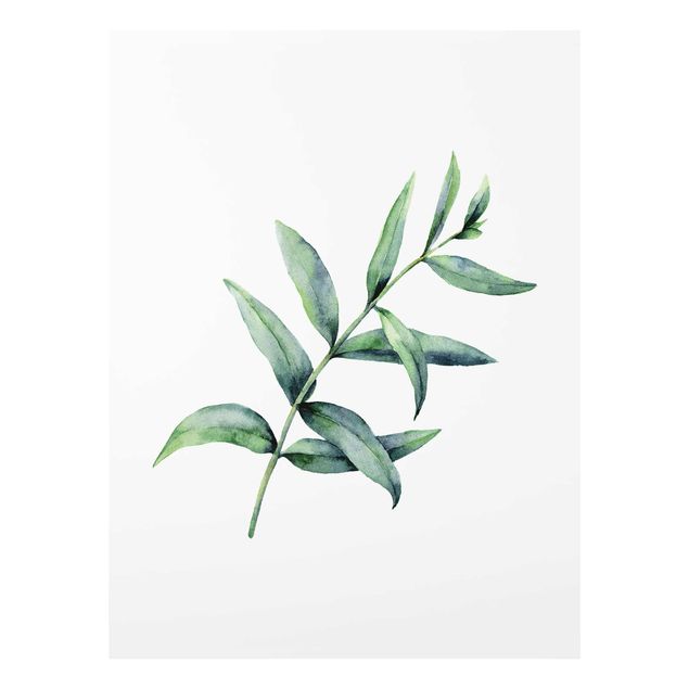 Tavlor grön Waterclolour Eucalyptus l