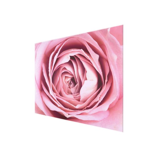 Tavlor blommor  Pink Rose Blossom