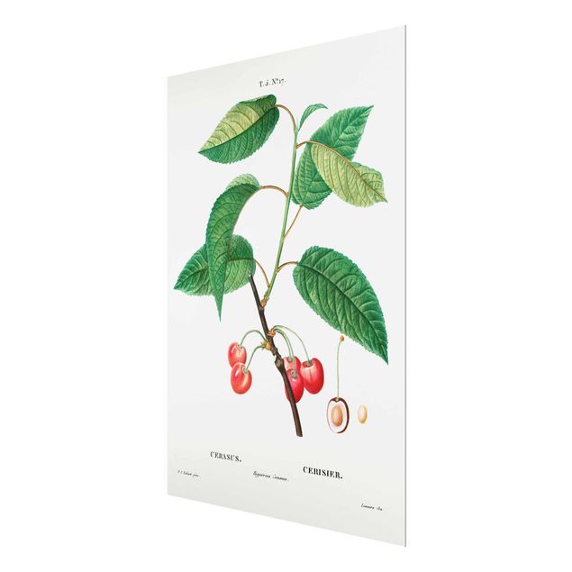 Tavlor Botany Vintage Illustration Red Cherries