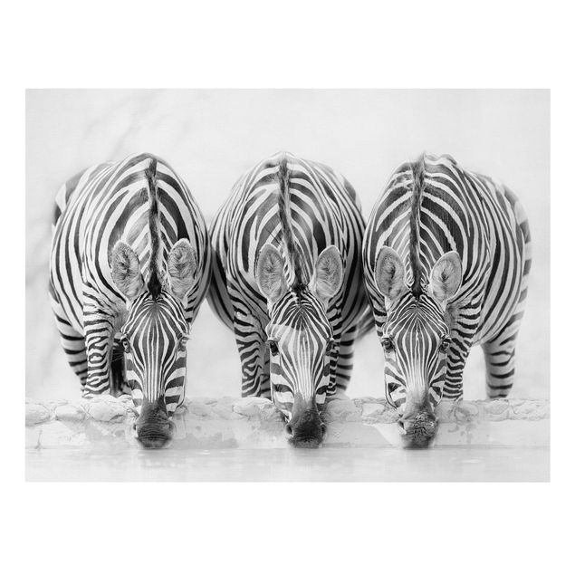 Canvastavlor djur Zebra Trio In Black And White