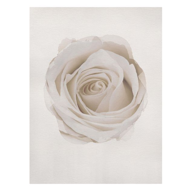 Tavlor blommor  WaterColours - Pretty White Rose