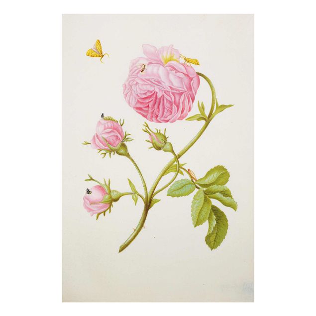 Glastavlor blommor  Anna Maria Sibylla Merian - Wild Rose With Gracillariidae