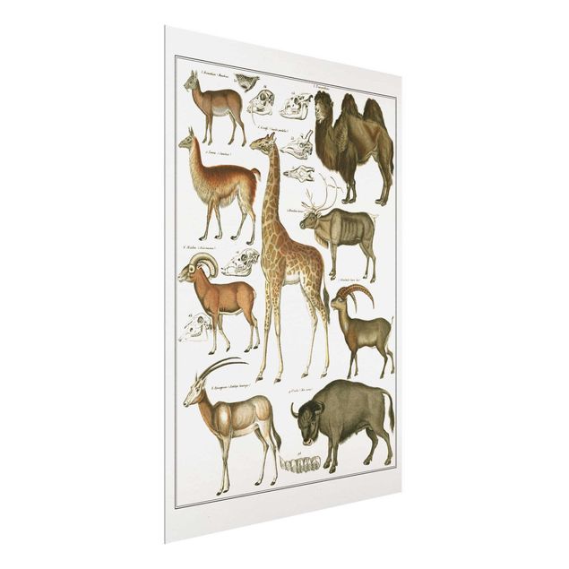 Glastavlor landskap Vintage Board Giraffe, Camel And IIama