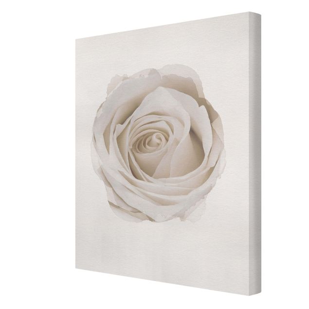 Tavlor WaterColours - Pretty White Rose