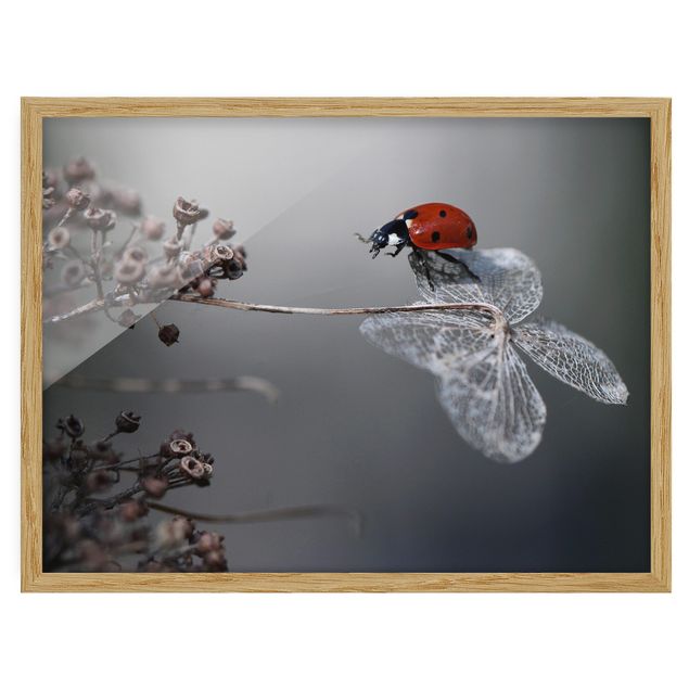 Tavlor blommor  Ladybird On Hydrangea