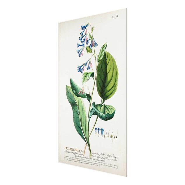 Tavlor Vintage Botanical Illustration Lungwort