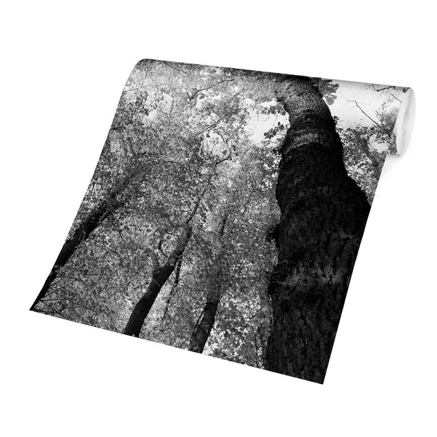 Fototapeter svart och vitt Trees Of Life II