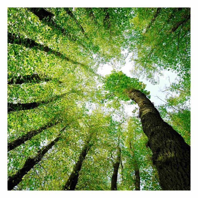 Fototapeter grön Trees Of Life