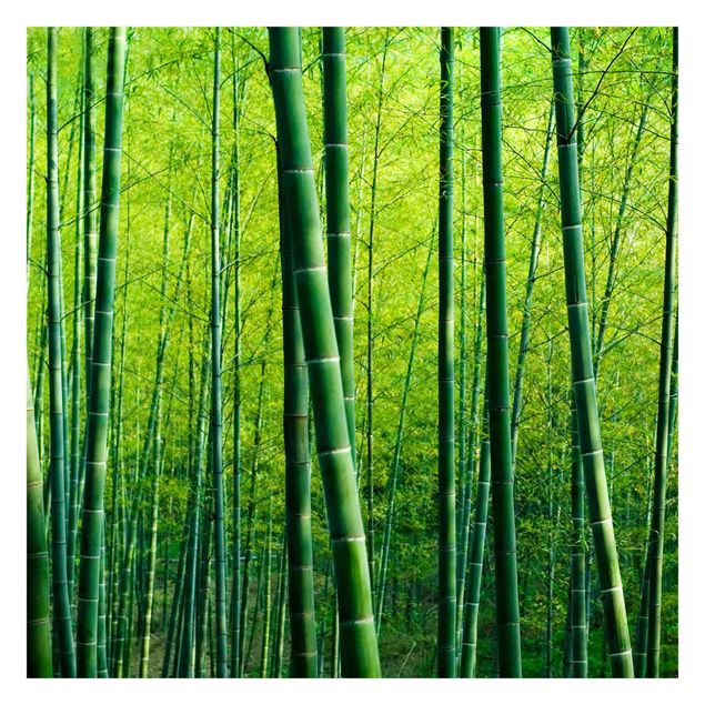 Tapeter Bamboo Forest