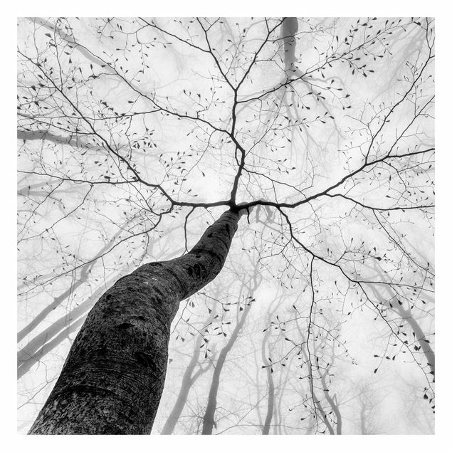 Fototapet - Treetops In The Sky