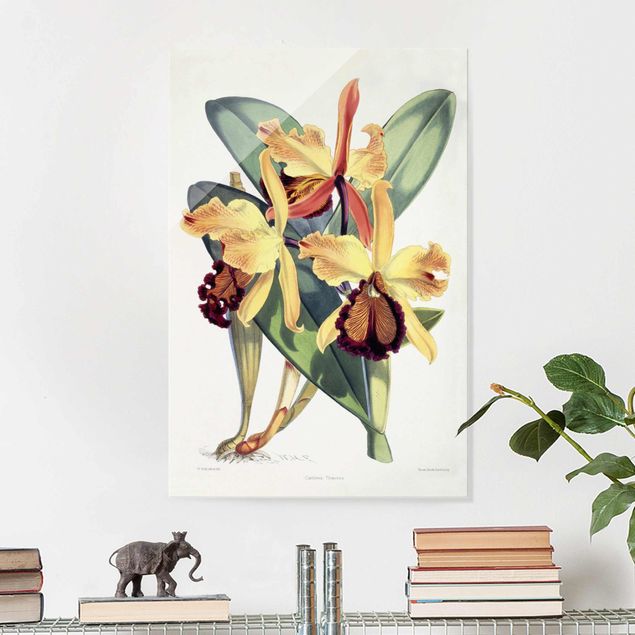 Glastavlor orkidéer Walter Hood Fitch - Orchid