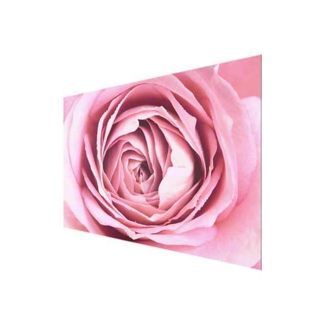 Tavlor blommor  Pink Rose Blossom