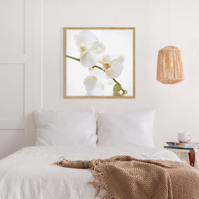 Tavlor med ram blommor  White Orchid Waters
