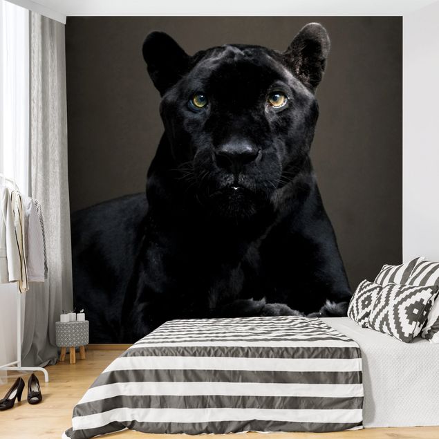 Fototapeter katter Black Puma