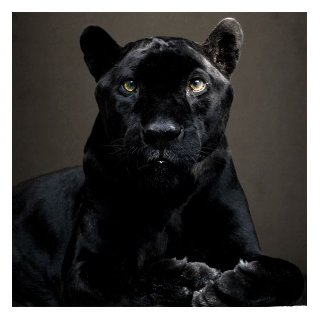 Tapeter Black Puma