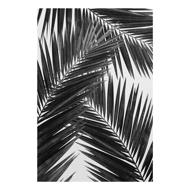 Tavlor blommor View Through Palm Leaves Black And White