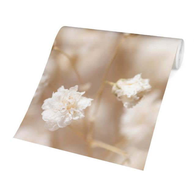 Fototapeter beige Beautiful Flowers In Cream Colour