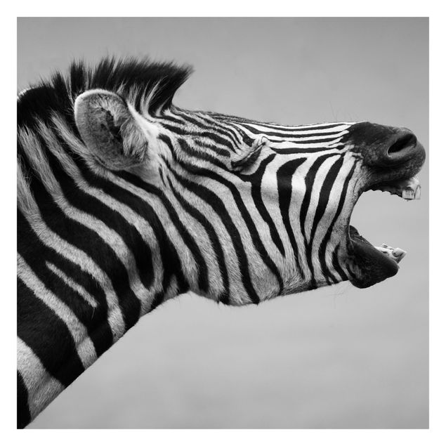 Tapeter Roaring Zebra ll