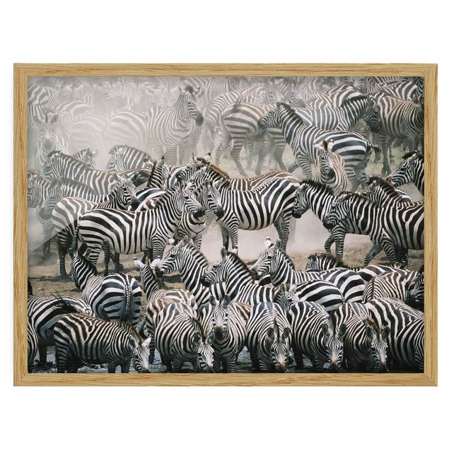 Tavlor med ram abstrakt Zebra Herd
