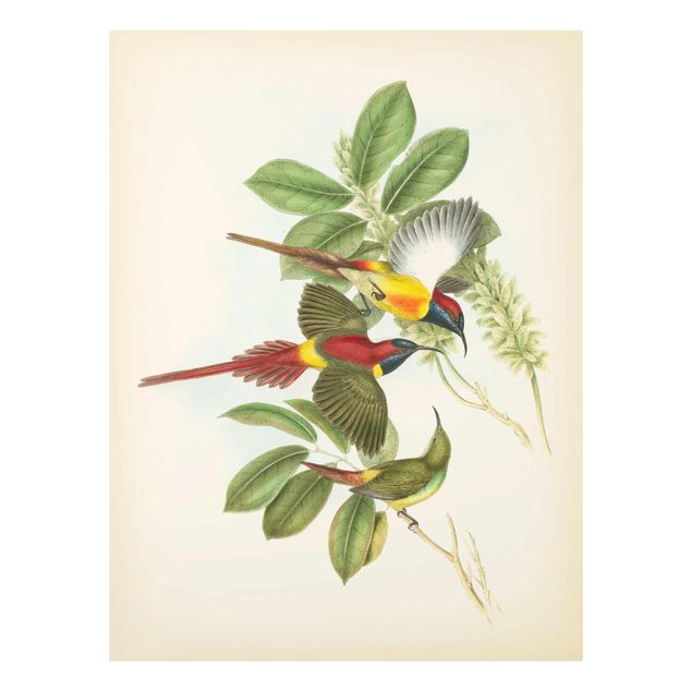 Tavlor grön Vintage Illustration Tropical Birds III
